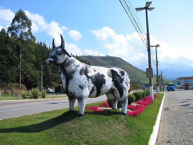 File:Cow z.jpg