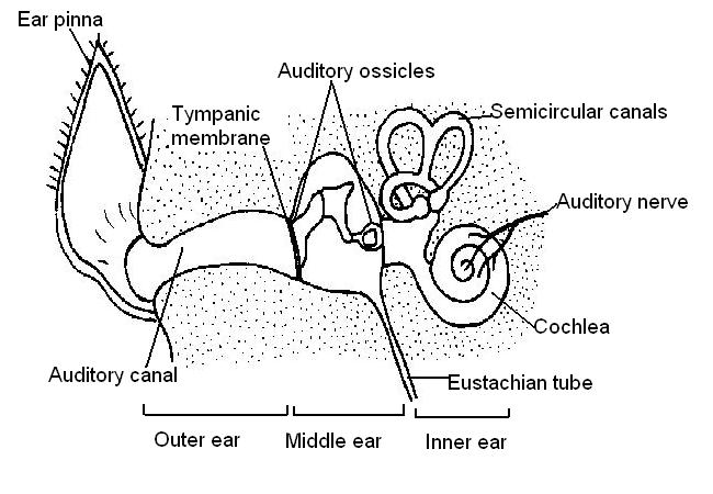 Ear labelled.JPG