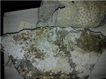Fossil.jpg