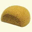 Sponge.jpg