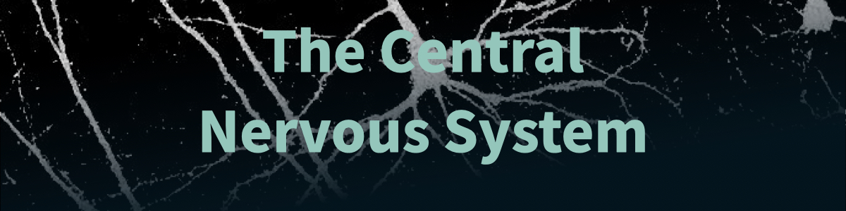 CNSBanner.jpeg