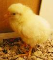 Chick.jpg