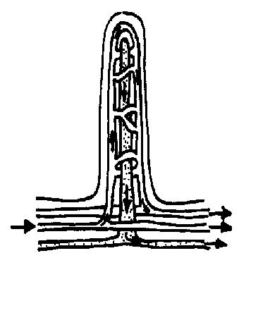 Villus unlabelled.JPG