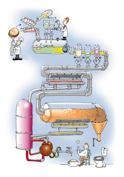 File:Digestion3.jpg
