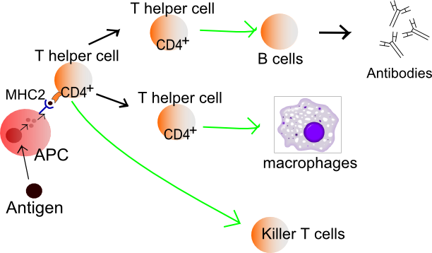 File:Lymphocyte activation simple.png