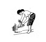PLANTING