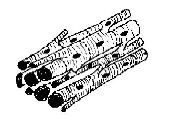 Cardiac muscle unlabelled.JPG