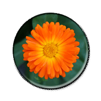 GIFbutton.gif