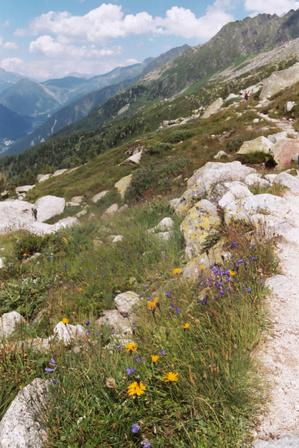 File:Alpine flora.png