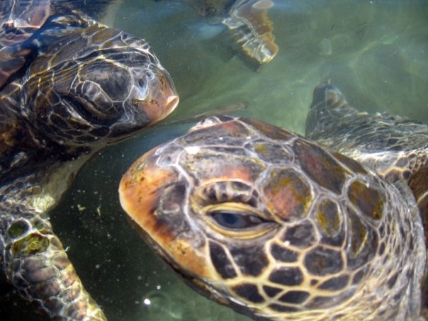 File:Turtle turtle.jpg