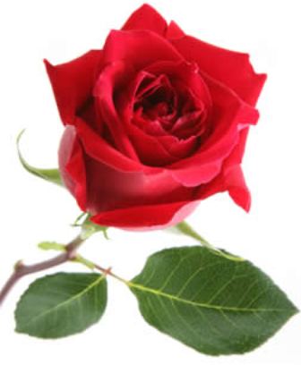 RedRose.jpg