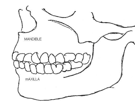 Mouthstructure.jpg