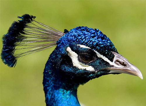 File:Birds1.jpg