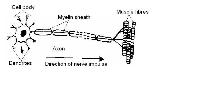 Neuron labelled.JPG
