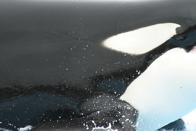 File:Part of killer whale.jpg