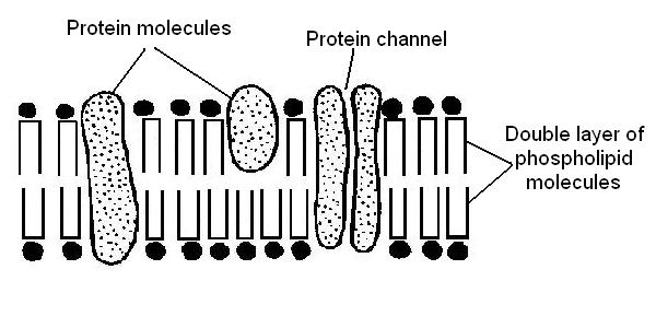 Plasma membrane structure labelled.JPG