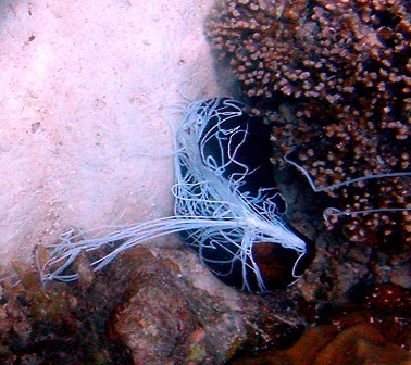 File:Bechejp.jpg