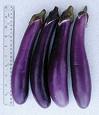 Fruits length.jpg