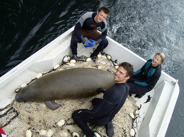 File:Crystal river manatee.png