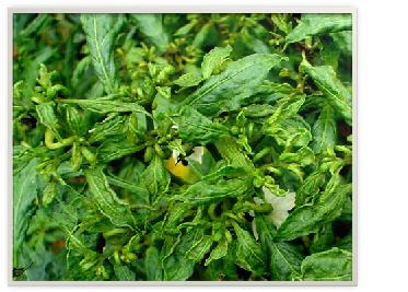 Plate 2: Chilli Leaf Curl   Complex in Field