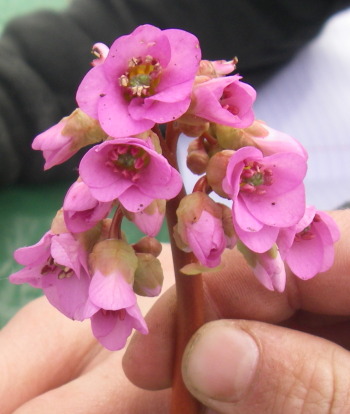 File:Pink flower.jpg