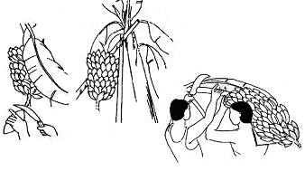 File:7.jpg
