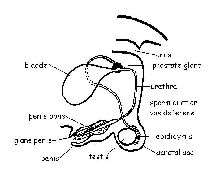 Male repro ssystem labelled.JPG