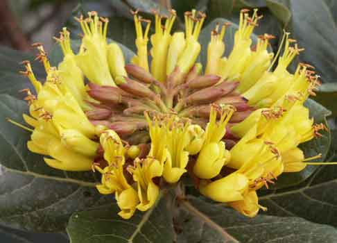 File:Fleurs.jpg
