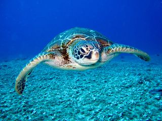 TurtleLS.jpeg