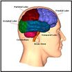Brain.JPG