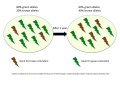 Microevolution.jpg