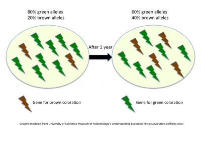 Image: Image: Graphic of microevolution. Modeled on University of California Museum of Paleontology's Understanding Evolution (http://evolution.berkeley.edu)