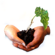 100px-L4C-small.png