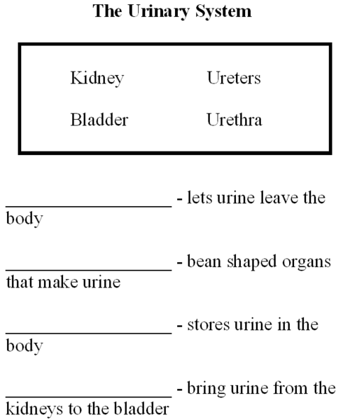 File:Buildabody Urinary System.png