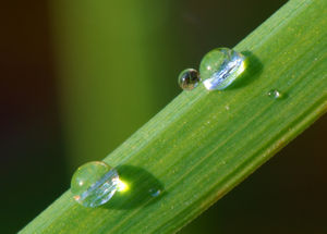 Dew Wikimedia.jpg