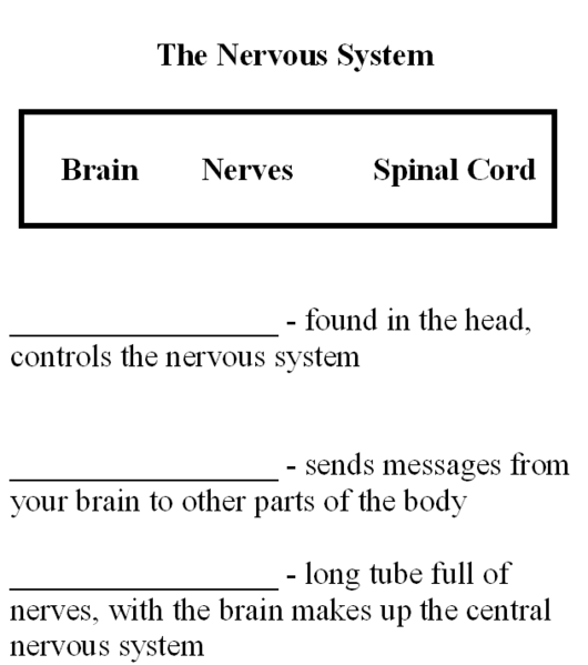 File:Buildabody Nervous System.png