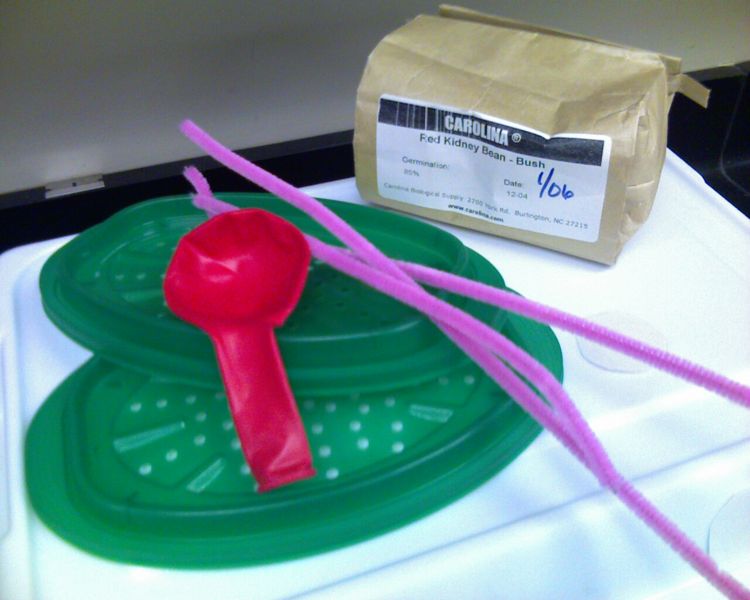 File:MaterialsForUrinarySystem.jpg