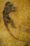 Sall Darwinius for logo.jpg