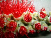 Callistimon at Anthesis