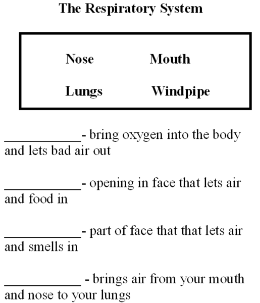 File:Buildabody Respiratory System.png
