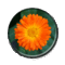 GIFbutton.gif