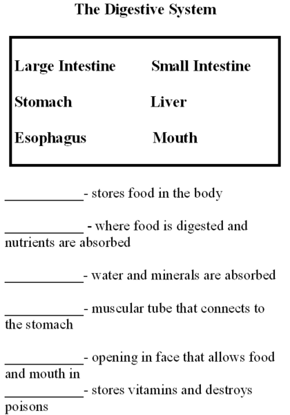 File:Buildabody Digestive System.png